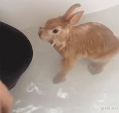 a small brown rabbit sitting in a bathtub next to a person's hand