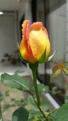 a yellow and red rose with green leaves in front of a building on a sunny day