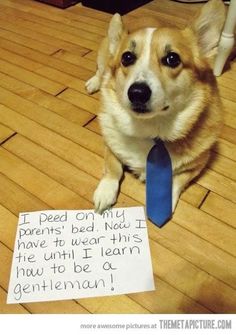 a dog sitting on the floor with a note attached to it's necktie