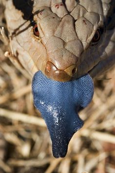 a close up of a snake's head with a blue object in it's mouth