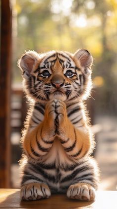 a small tiger cub sitting on its hind legs and looking at the camera with his front paws up