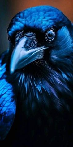 a close up of a blue bird with black feathers and an intense look on its face