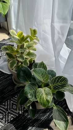 two potted plants sitting on top of a black and white rug next to a window