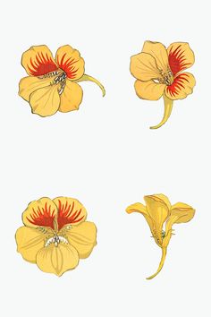 four yellow flowers with red stamens on them, all in the same pattern