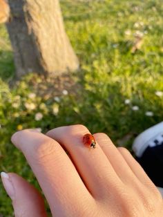 a lady bug sitting on top of a persons finger