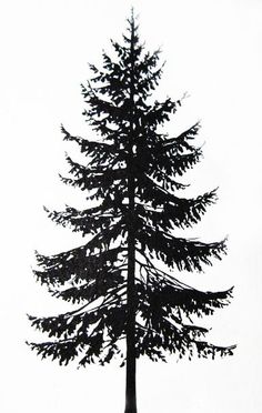 a black and white photo of a tall pine tree