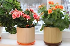 three potted plants sit on a window sill