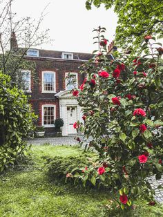 a red rose bush in front of a large brick house with white doors and windows