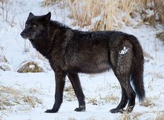 a black wolf standing in the snow next to some dry grass and bushes with white markings on it's fur