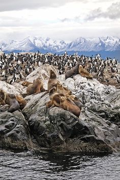 sea lions lounging on the rocks in front of an ocean with penguins and snow capped mountains