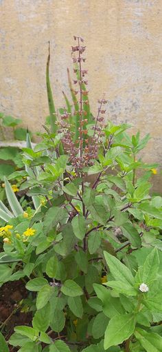 a plant with purple flowers and green leaves in front of a wall, next to some plants