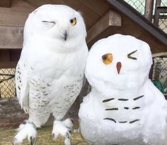 two white owls standing next to each other