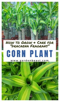 corn plant with text overlay how to grow and care for dragon pracam