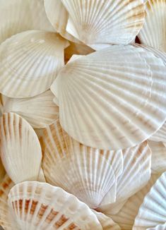 many seashells are arranged in a bowl