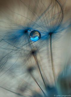 a dandelion with water droplets on it