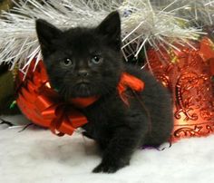 a small black kitten sitting in front of a christmas tree with red bows on it's collar