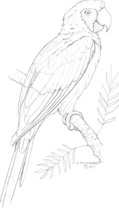 a drawing of a parrot sitting on a branch