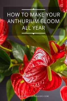 red flowers with text overlay how to make your anthurum bloom all year