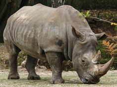 a rhino standing on top of a grass covered field