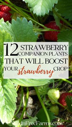 companions plants for strawberries Raised Bed Strawberries, Fennel Companion Planting, When To Plant Strawberries, Strawberry Companion Plants, Best Companion Plants, Companion Planting Chart, Strawberries In Containers, Companion Planting Vegetables, Companion Gardening