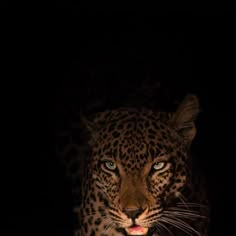 a close up of a leopard in the dark