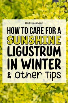 the words how to care for a sunshine lustrum in winter and other tips