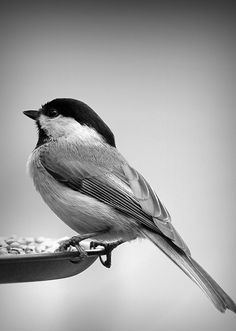 a black and white photo of a bird on a feeder