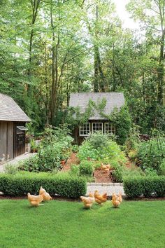 chickens are walking around in the grass near a small house and garden area with a shed