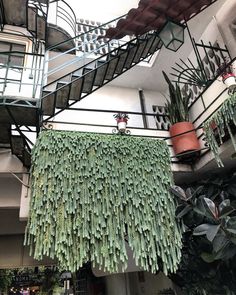 some plants are hanging from the ceiling in front of a building with stairs and balconies