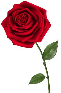 Rose Flower Png, शादी की तस्वीरें, Hd Flower Wallpaper, Rose Clipart, Rose Flower Pictures