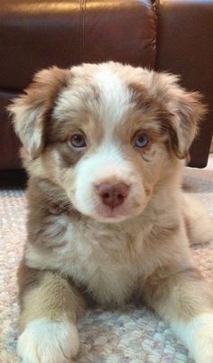 a brown and white puppy sitting on the floor next to a couch with it's paw up