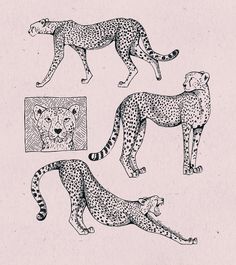 three cheetah and two leopards are depicted in this black and white drawing