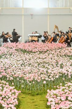 a group of people playing music in a field with pink and white flowers on the ground