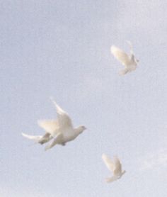 four white birds flying in the sky together