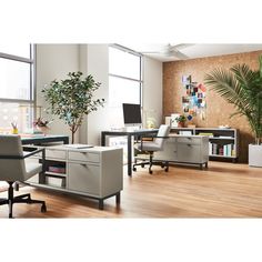 an office with two desks, chairs and a potted plant