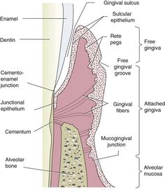 Gingiva Anatomy, Dental Hygiene Graduation, Dental Assistant School, Dental Hygienist School, Hygiene School, Registered Dental Hygienist, Dental Hygiene Student, Kedokteran Gigi