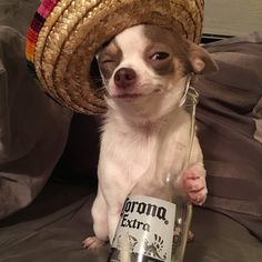 a small dog wearing a sombrero on its head and holding a beer bottle