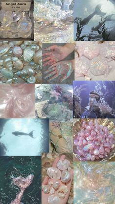 many different pictures of sea animals and seashells