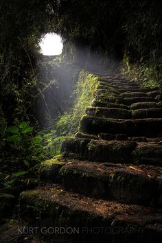 the sun is shining down on some steps in the woods with moss growing all over them