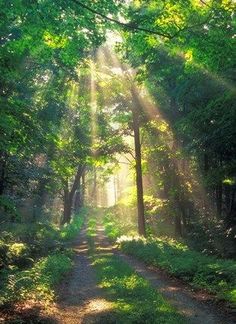 the sun shines through the trees on a path in a forest with green grass