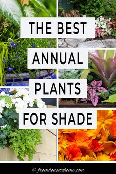 the best annual plants for shade are in this collage with text overlays