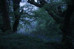 trees and bluebells in the woods at night with light coming from behind them