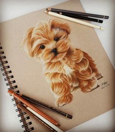 a drawing of a small dog with brown fur and long hair sitting next to some pencils