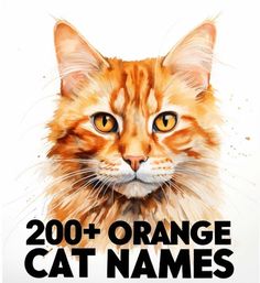 an orange and white cat with the words, 200 + orange cat names on it