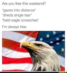 an eagle with the words, are you free this weekend? gazees into distance sheets single tear bald eagle stretches i'm always free