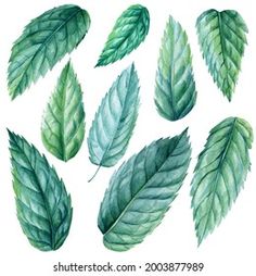 a set of green leaves painted in watercolor