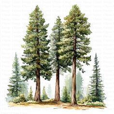 watercolor painting of three tall trees in the middle of a forest with pine trees