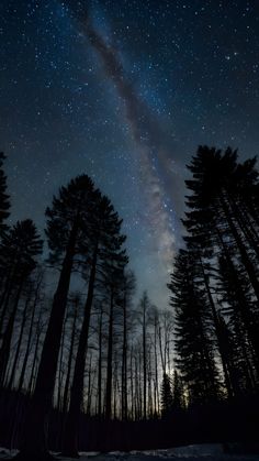 the night sky is filled with stars above some tall trees and snow on the ground