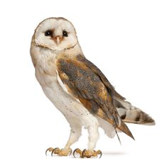 an owl standing on its hind legs and looking at the camera