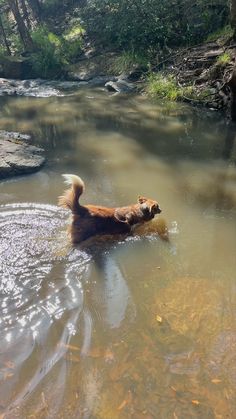 a dog is swimming in the river